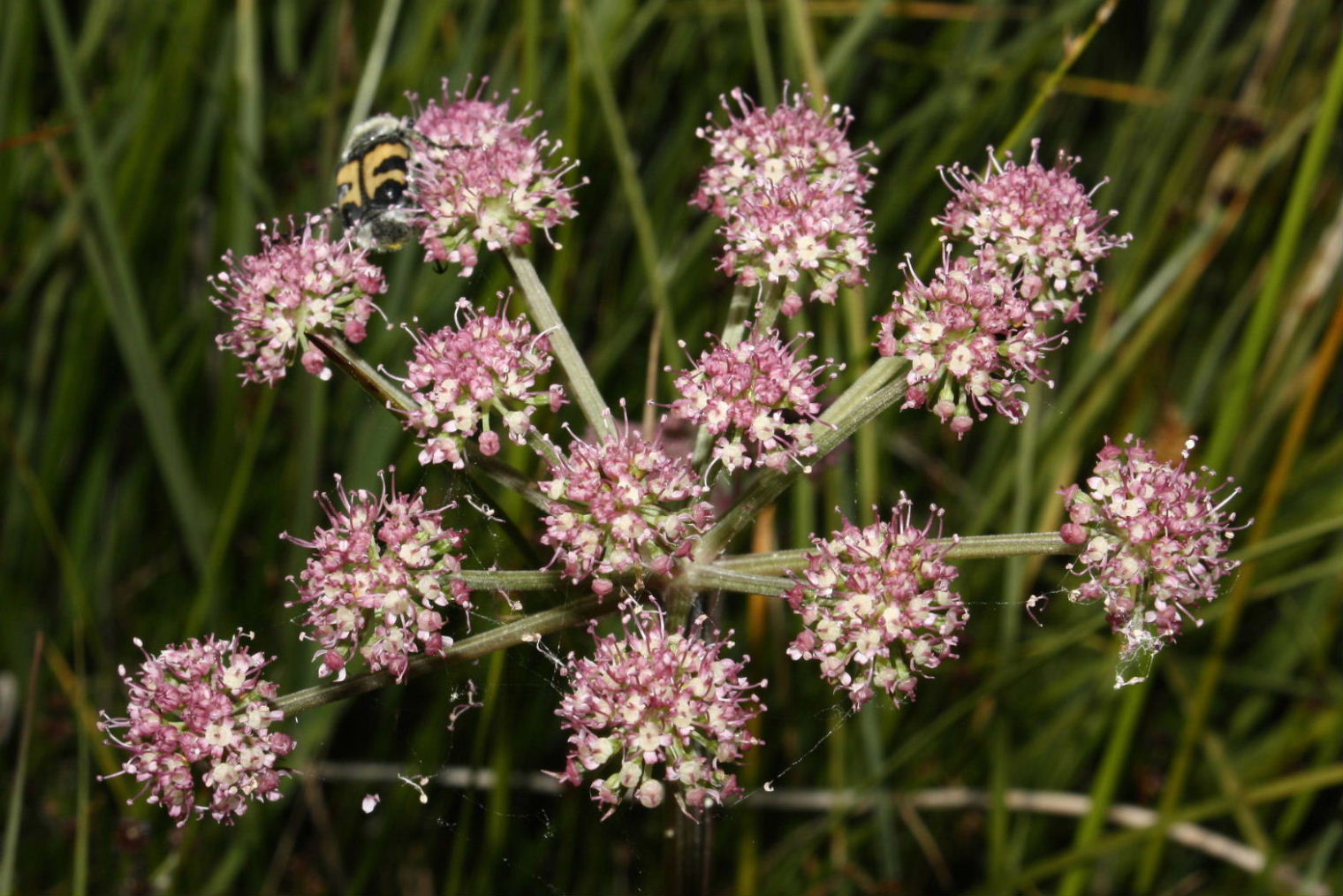 Angelica sylvestris